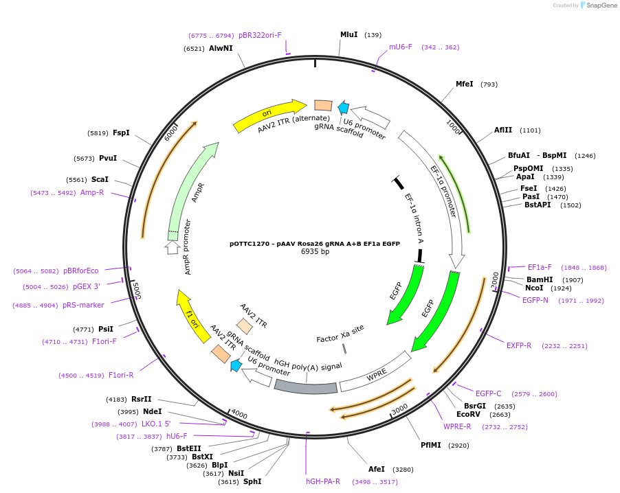 113156-plasmid-map-sequence-id-237597
