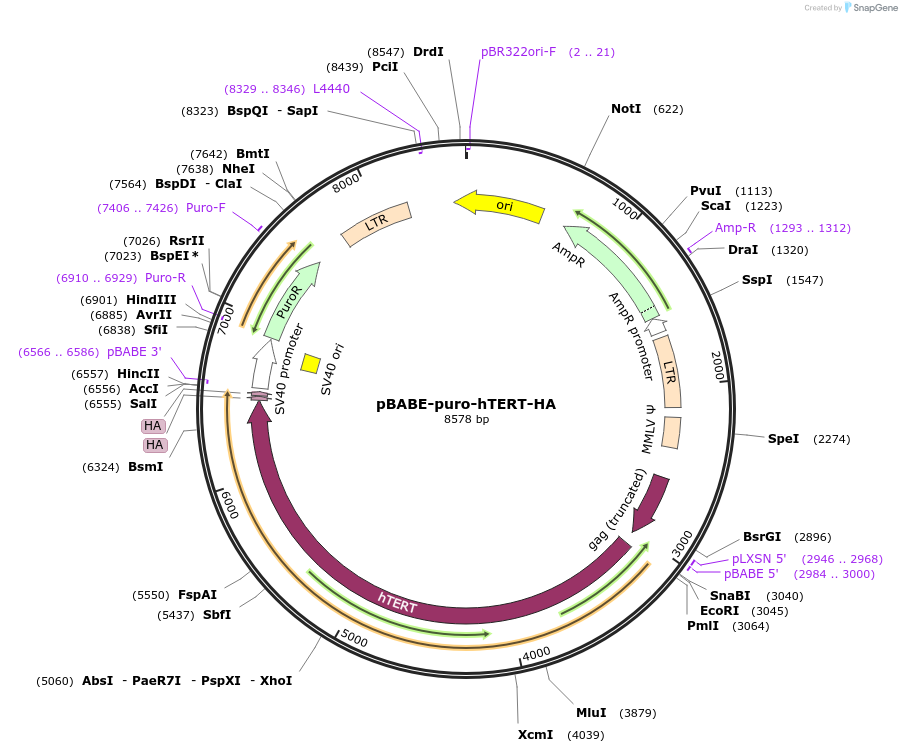1772-plasmid-map-sequence-id-237600