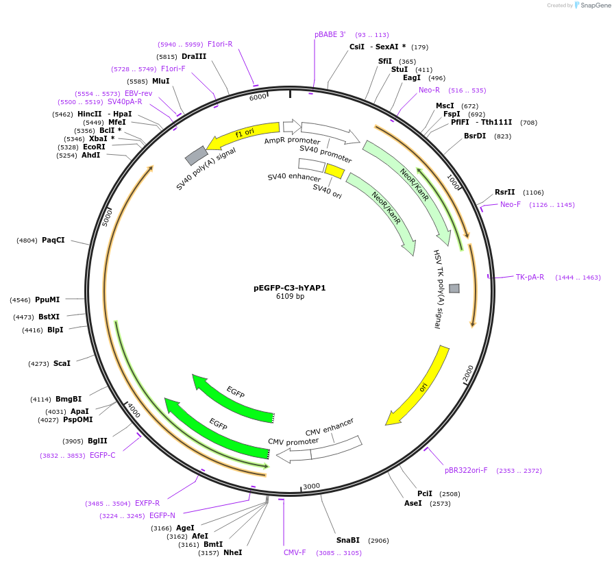 17843-plasmid-map-sequence-id-237604