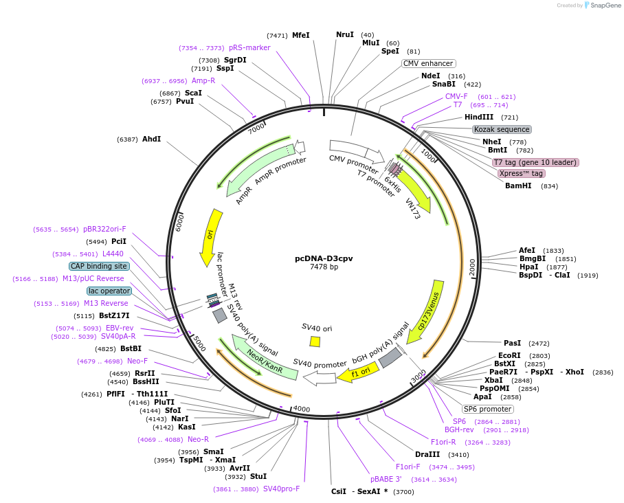 36323-plasmid-map-sequence-id-237605