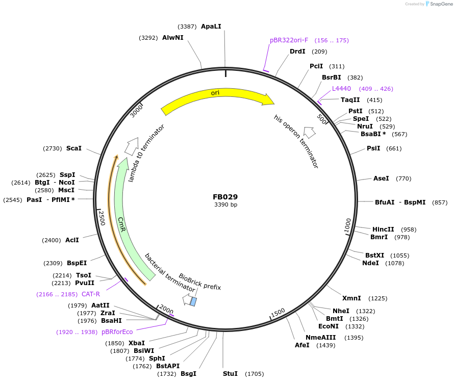 119713-plasmid-map-sequence-id-237611