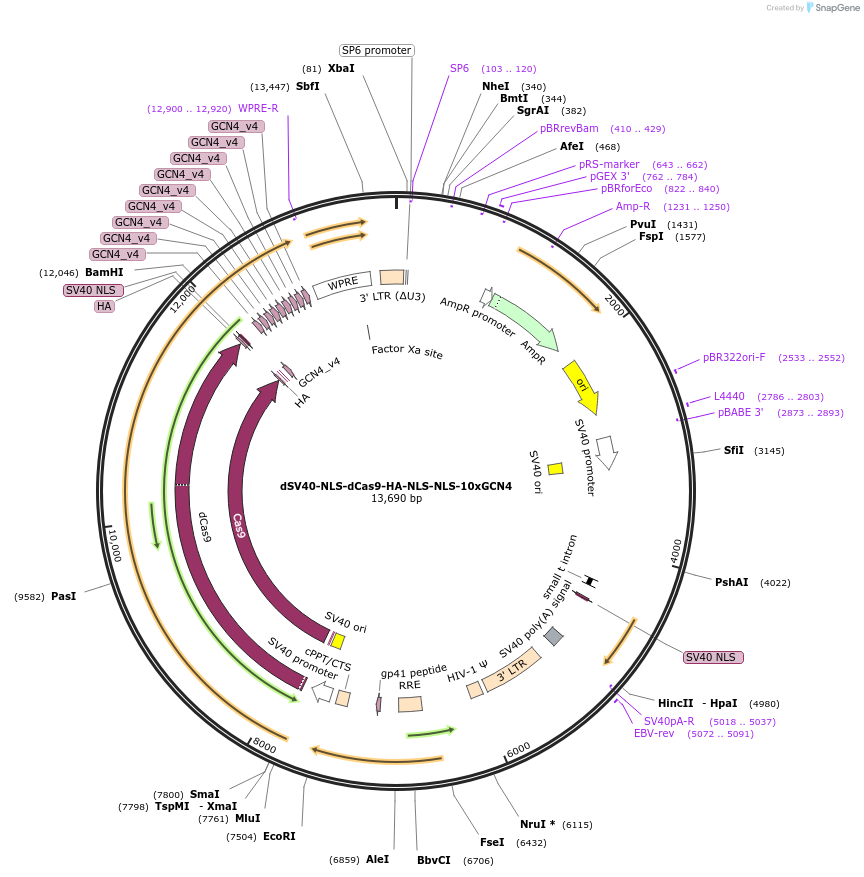 107310-plasmid-map-sequence-id-237625