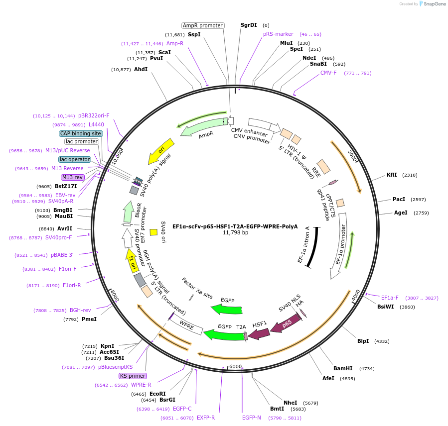 107311-plasmid-map-sequence-id-237628