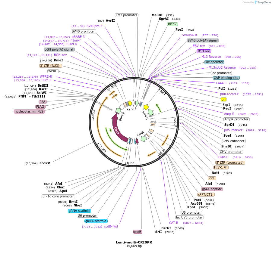 85402-plasmid-map-sequence-id-237636
