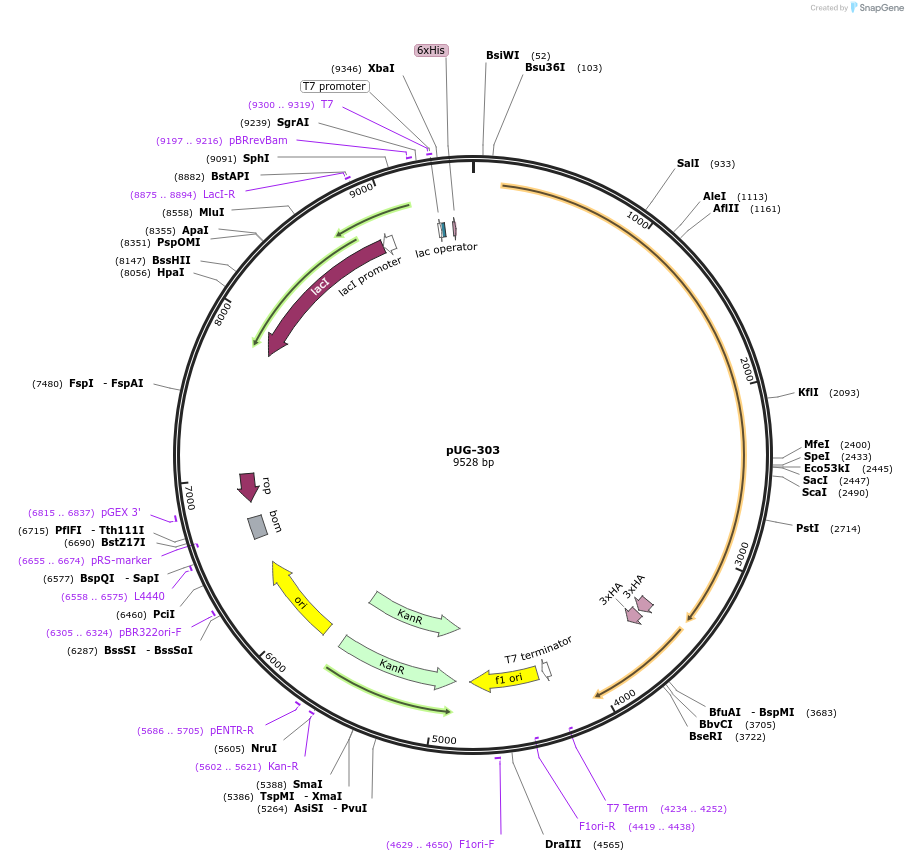 104732-plasmid-map-sequence-id-237639