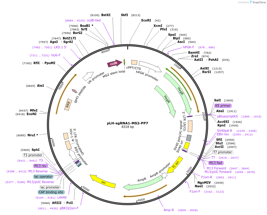 75392-plasmid-map-sequence-id-237642