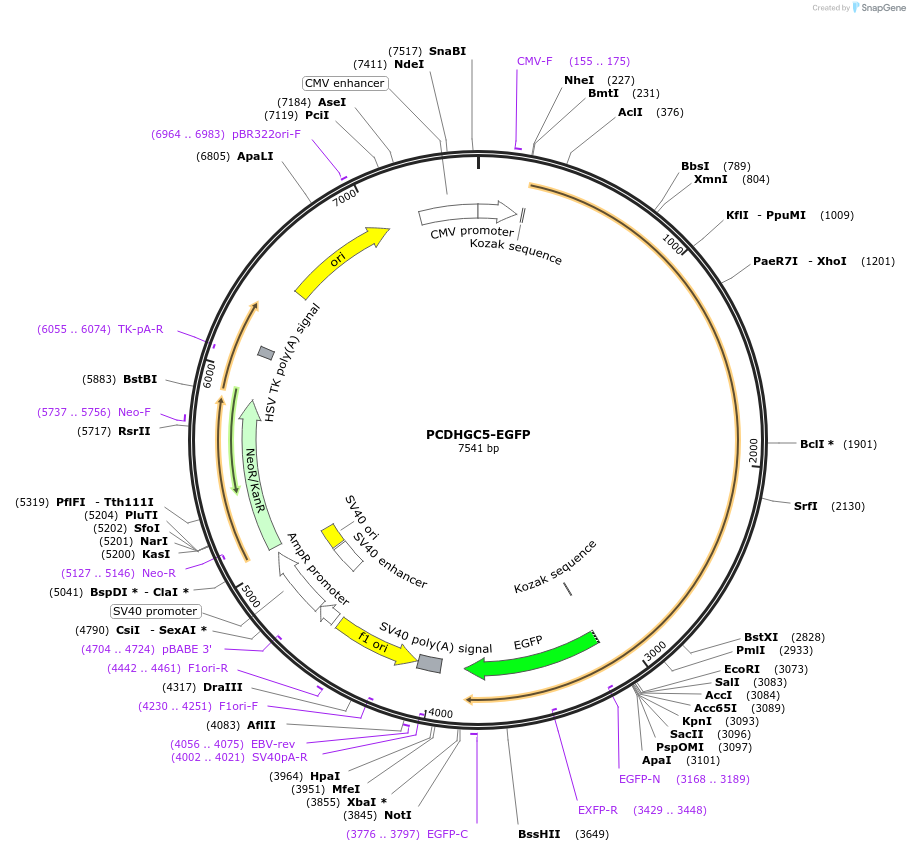 119933-plasmid-map-sequence-id-237643