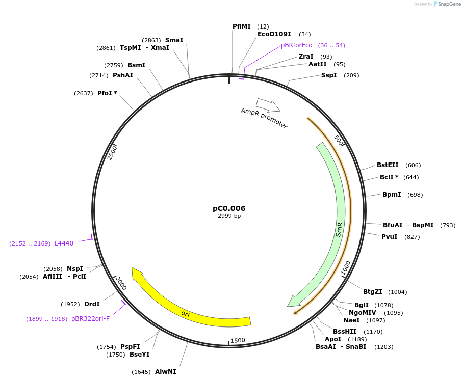 119670-plasmid-map-sequence-id-237671