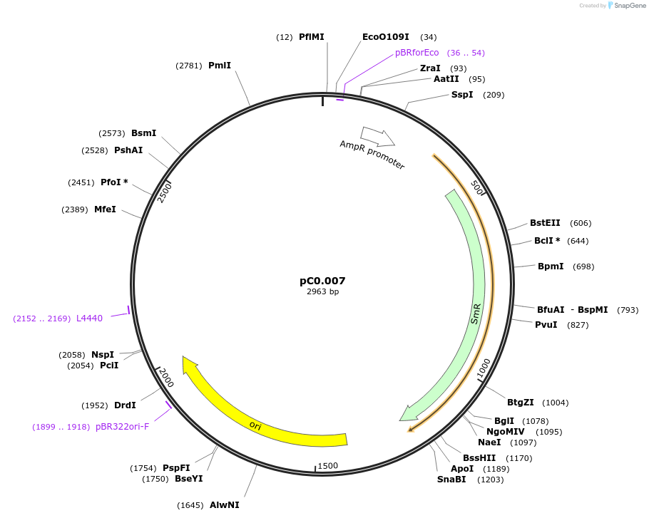 119671-plasmid-map-sequence-id-237673