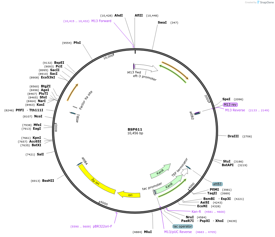 122256-plasmid-map-sequence-id-237685