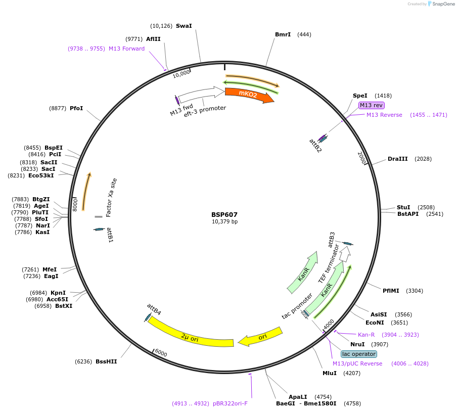 122252-plasmid-map-sequence-id-237689