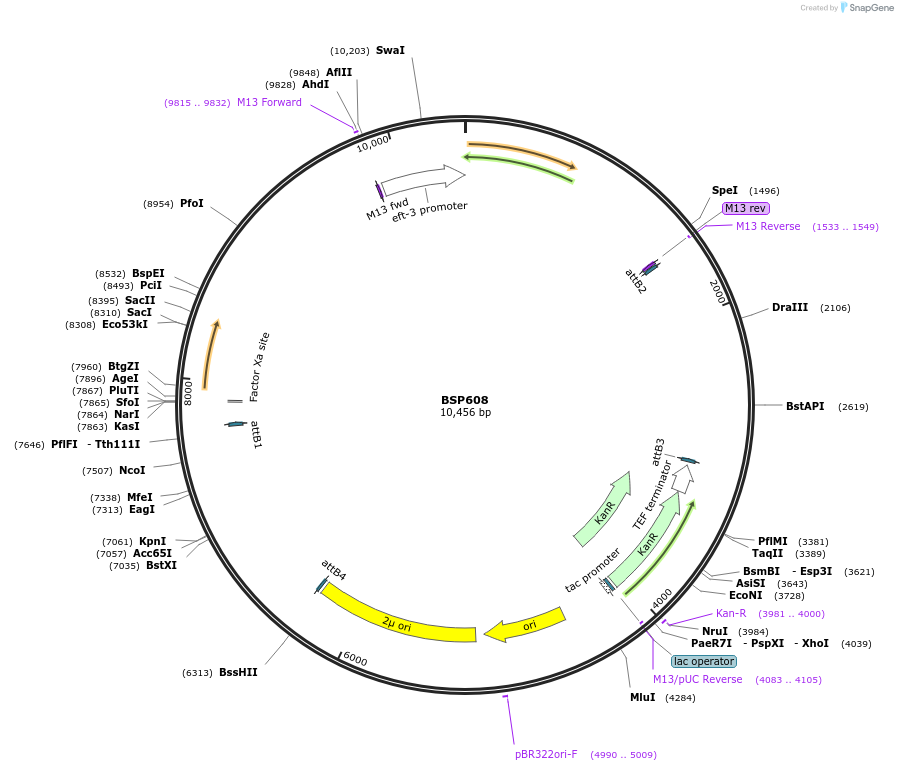 122253-plasmid-map-sequence-id-237695