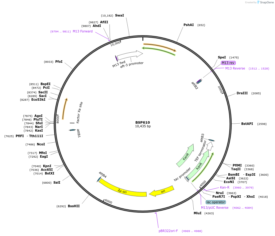 122255-plasmid-map-sequence-id-237696