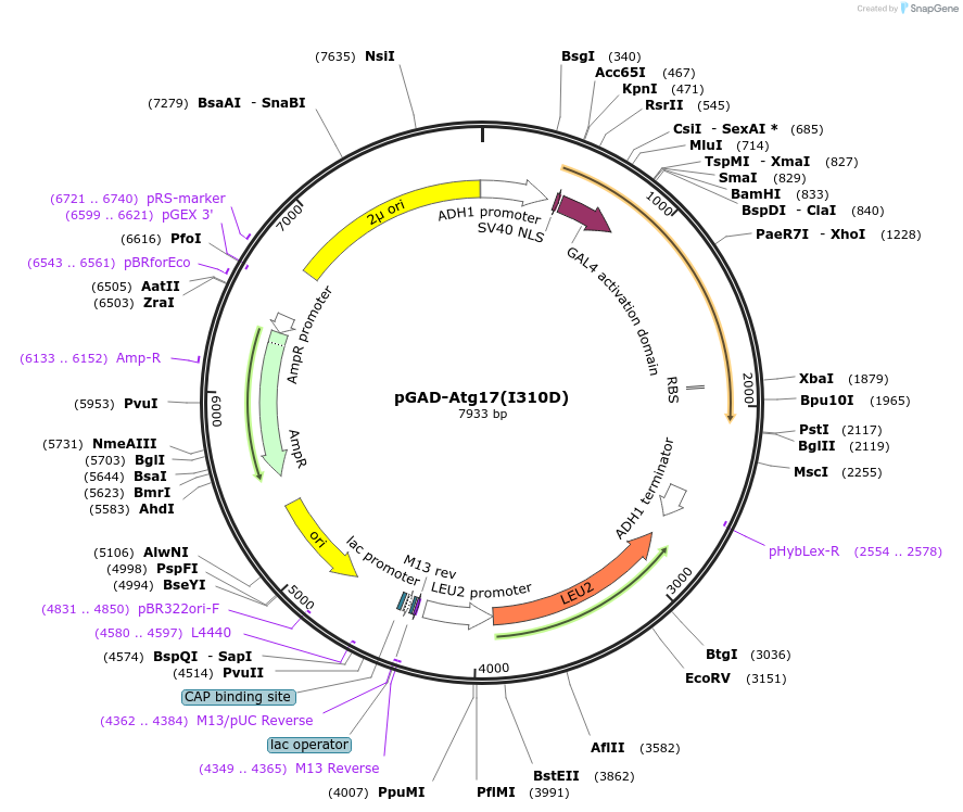 121389-plasmid-map-sequence-id-237699