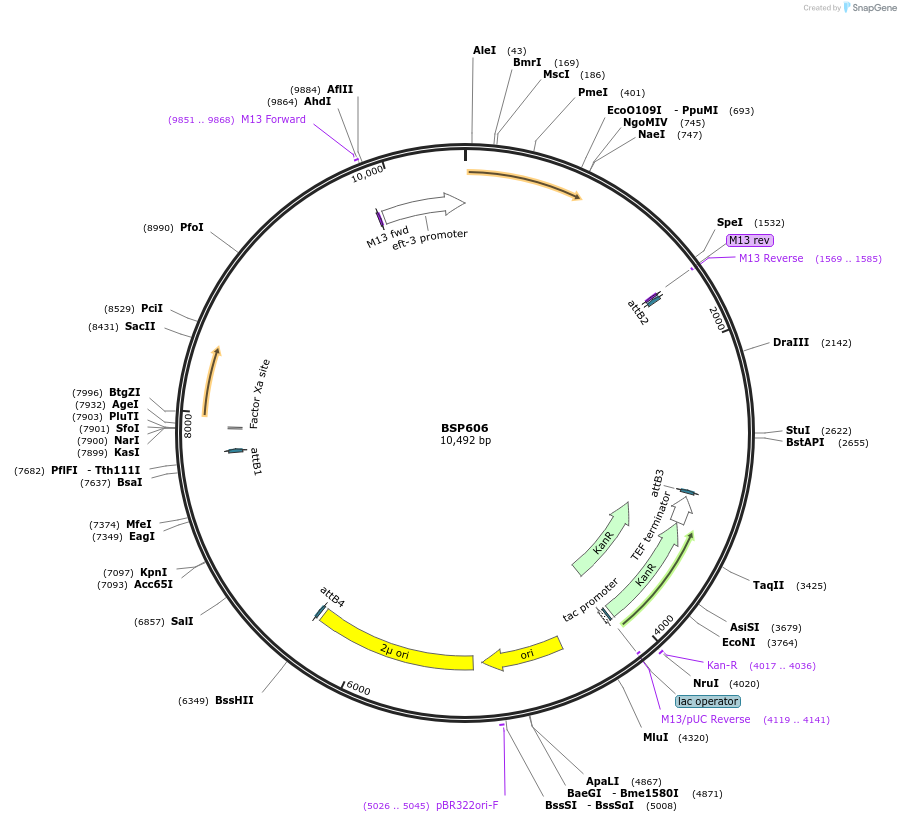 122251-plasmid-map-sequence-id-237700