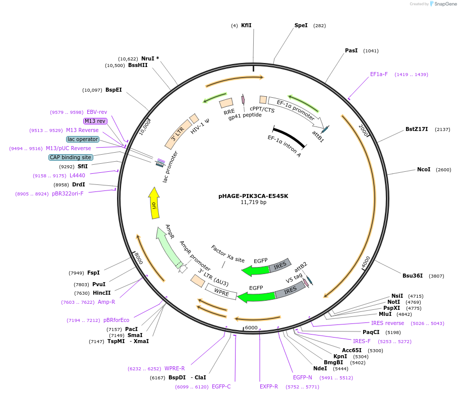116485-plasmid-map-sequence-id-237702