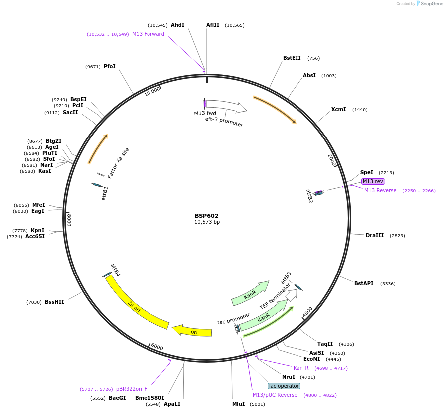 122249-plasmid-map-sequence-id-237706