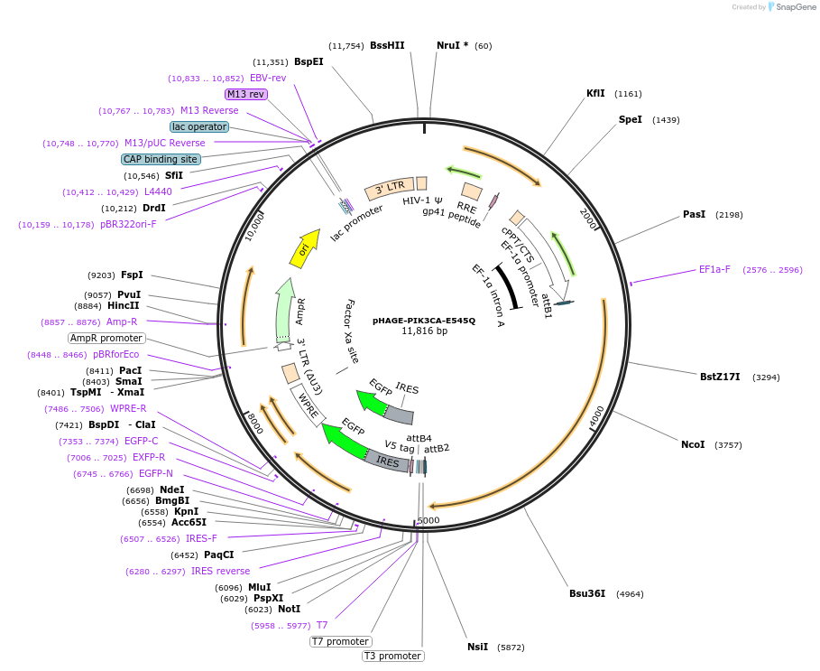 116486-plasmid-map-sequence-id-237711