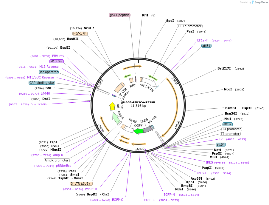 116525-plasmid-map-sequence-id-237717