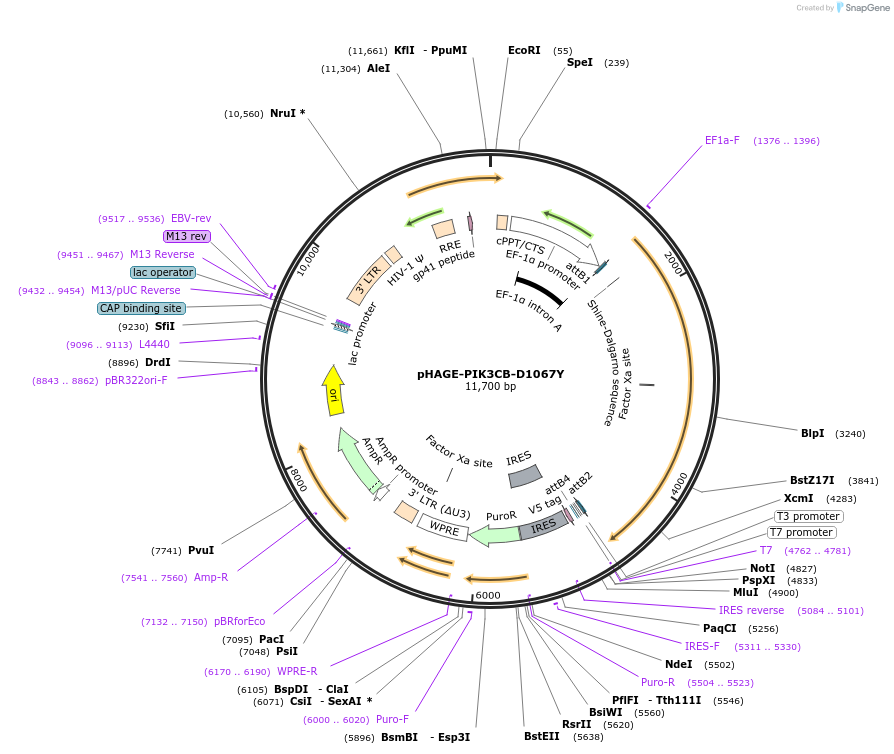 116551-plasmid-map-sequence-id-237720