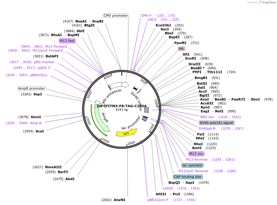 122478-plasmid-map-sequence-id-237731