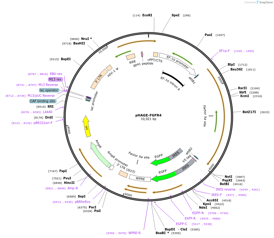 116743-plasmid-map-sequence-id-237745