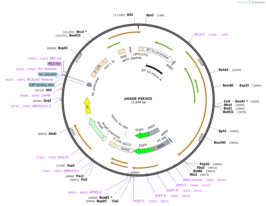 116773-plasmid-map-sequence-id-237746