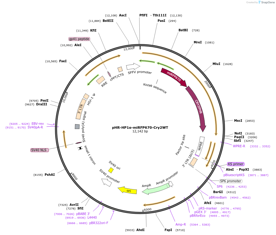 122442-plasmid-map-sequence-id-237769