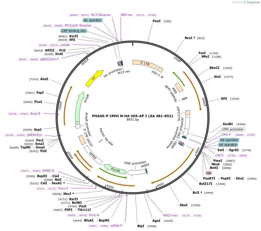 119316-plasmid-map-sequence-id-237776