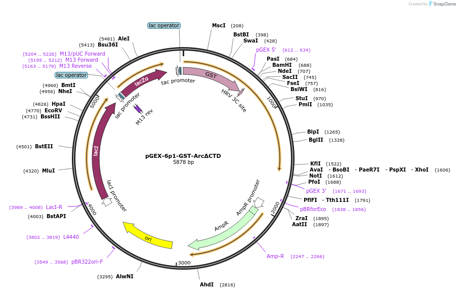 119878-plasmid-map-sequence-id-237777