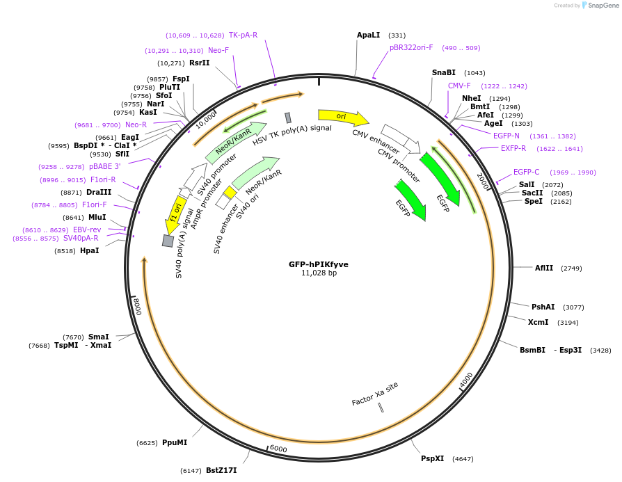 121148-plasmid-map-sequence-id-237778