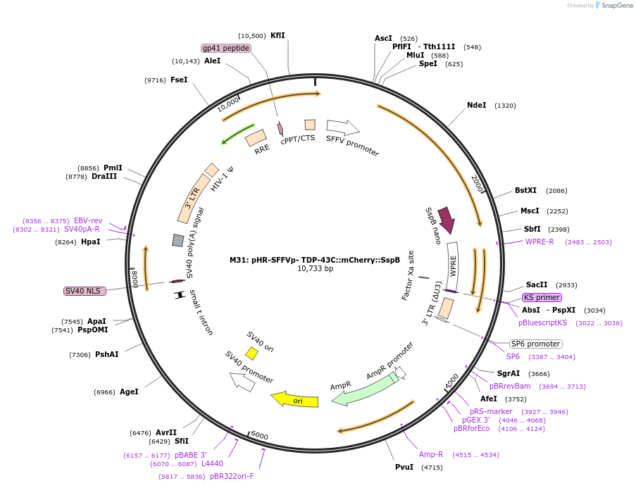 122669-plasmid-map-sequence-id-237792