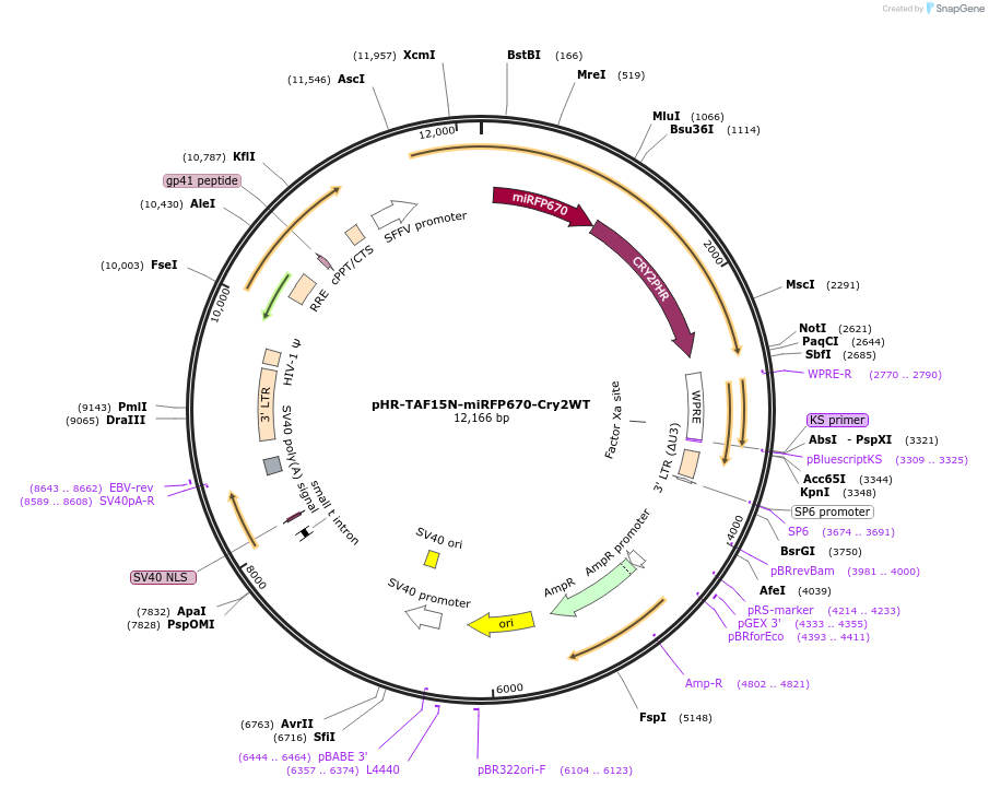 122440-plasmid-map-sequence-id-237793