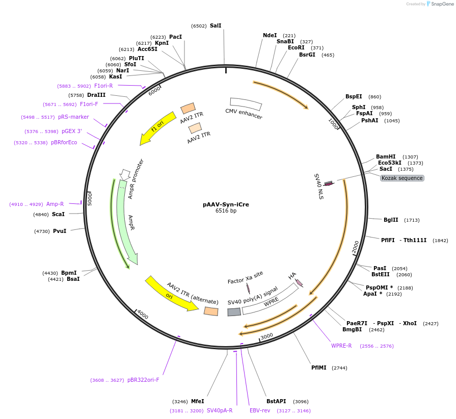 122518-plasmid-map-sequence-id-237797