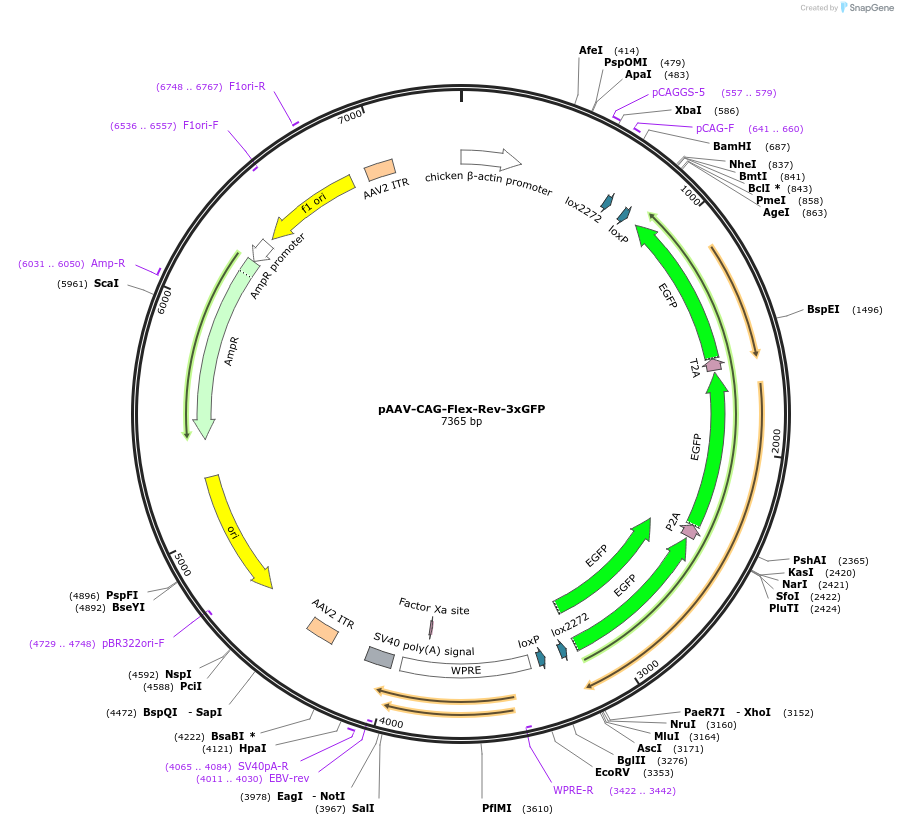 122500-plasmid-map-sequence-id-237802