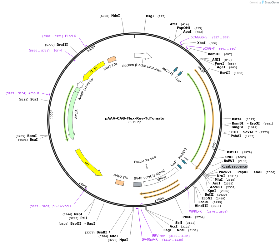122501-plasmid-map-sequence-id-237805