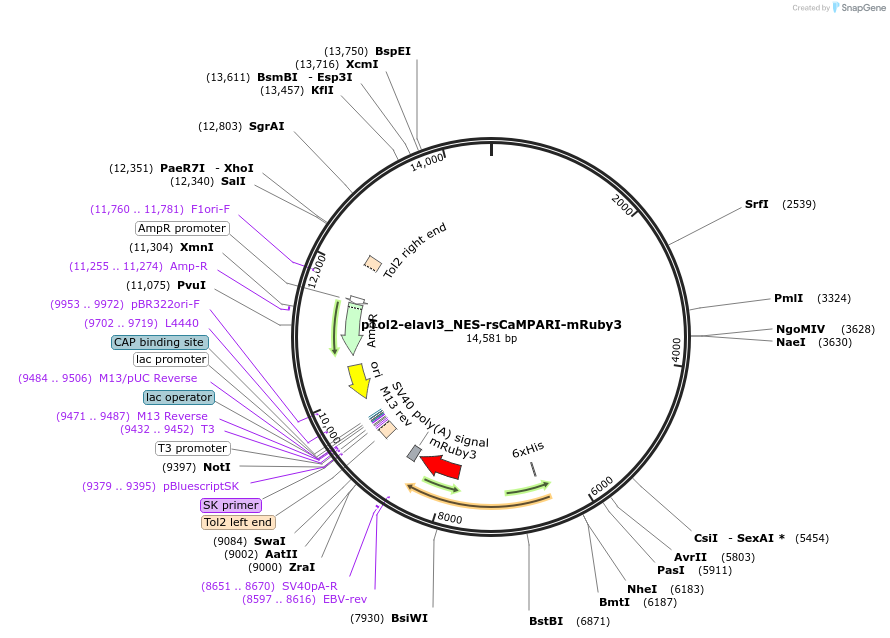 122129-plasmid-map-sequence-id-237807