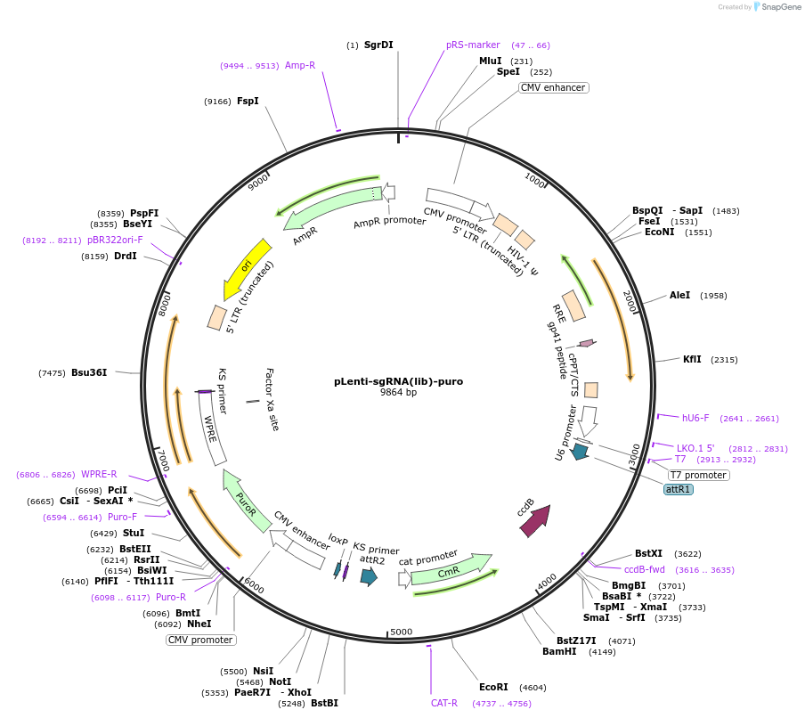 119976-plasmid-map-sequence-id-237815