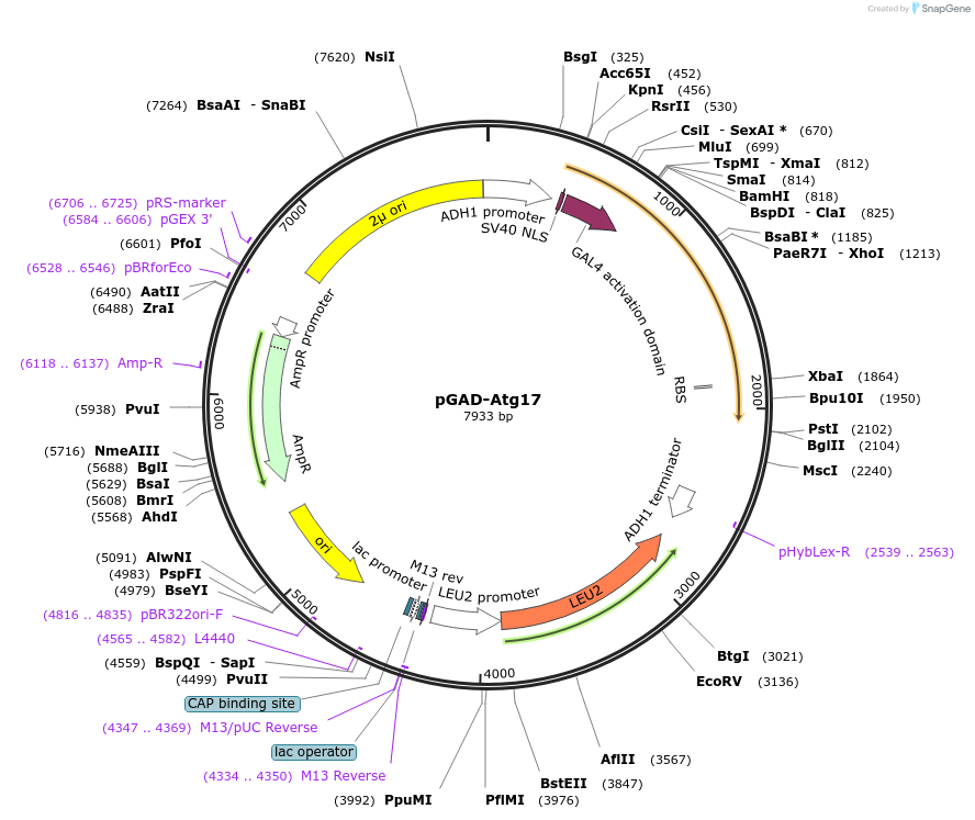 121386-plasmid-map-sequence-id-237869