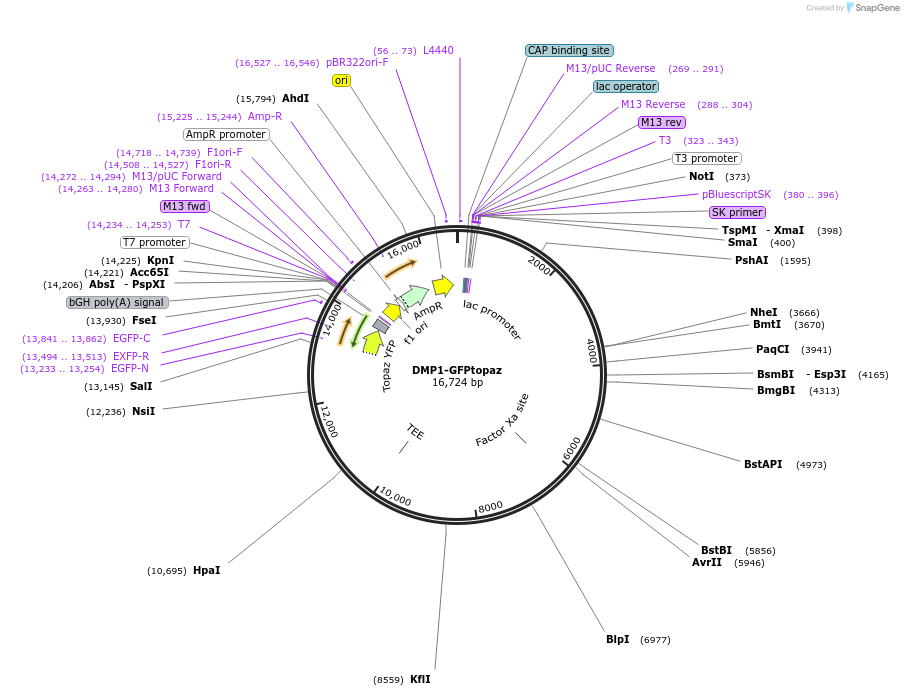 114270-plasmid-map-sequence-id-237882