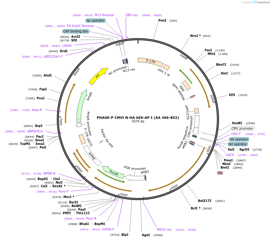 119315-plasmid-map-sequence-id-237886