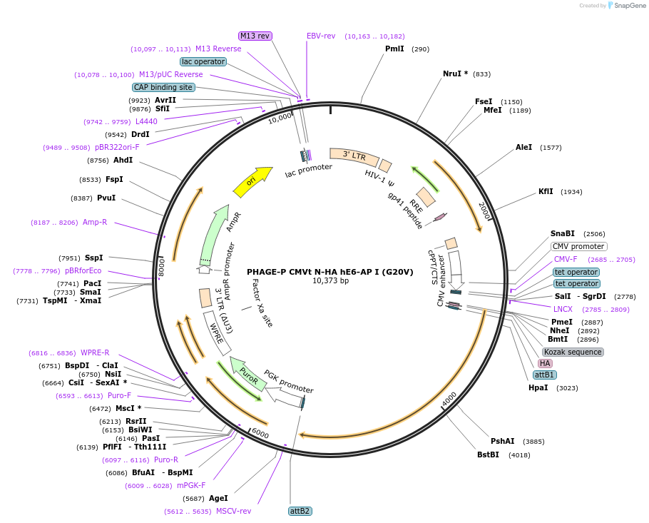 119308-plasmid-map-sequence-id-237895