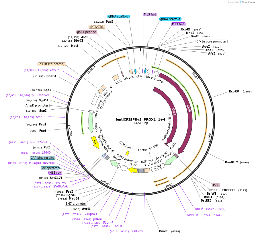 121177-plasmid-map-sequence-id-237896