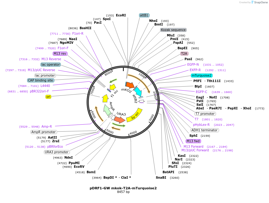 118428-plasmid-map-sequence-id-237900