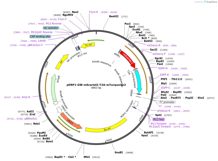 118430-plasmid-map-sequence-id-237901