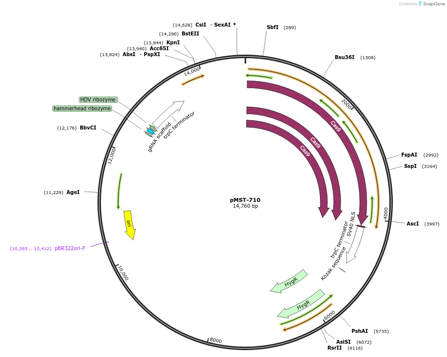 118078-plasmid-map-sequence-id-237902