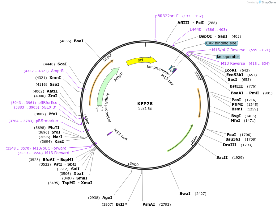 119793-plasmid-map-sequence-id-237903