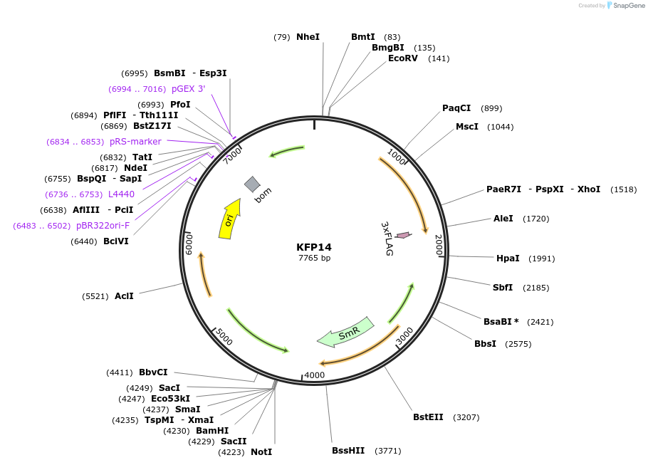119796-plasmid-map-sequence-id-237904