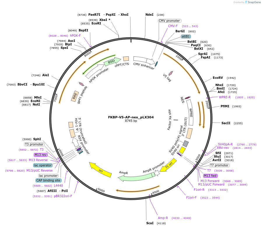 120912-plasmid-map-sequence-id-237906