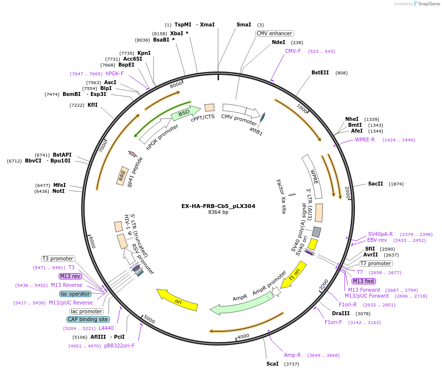 120915-plasmid-map-sequence-id-237908